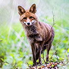 thumbnails/003-003.jpg.small.jpeg